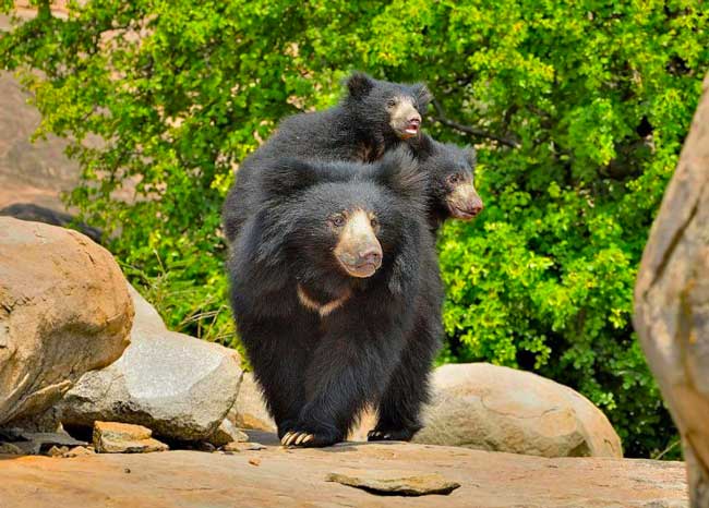 The Legal Intervention Sought from the NGT to prevent habitat fragmentation within the Eco-Sensitive Zone (ESZ) of Pench Tiger Reserve MP, in privately owned land
