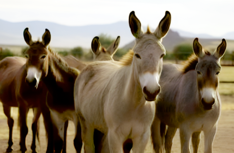 Construction of Aakadia Bhawan with the help of Donkeys