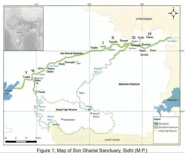 Status and Distribution of aquatic animals in son ghariyal sanctuary, Sidhi, (M.P.)