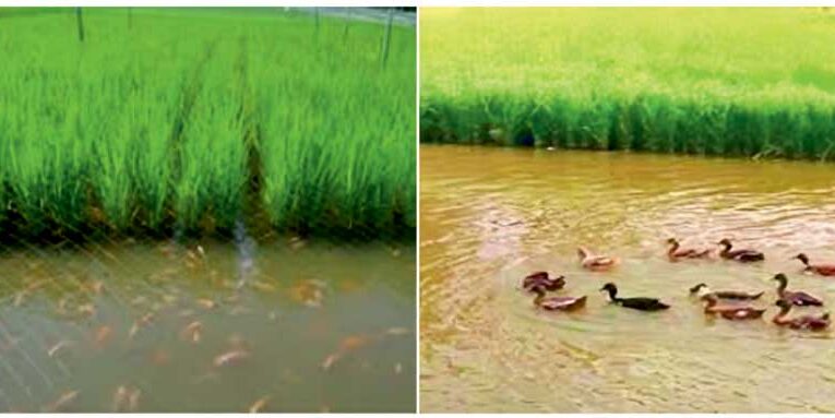 Role of Integrated Farming in Livelihood Generation