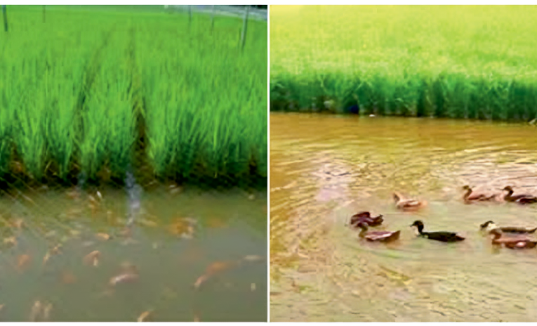 Role of Integrated Farming in Livelihood Generation