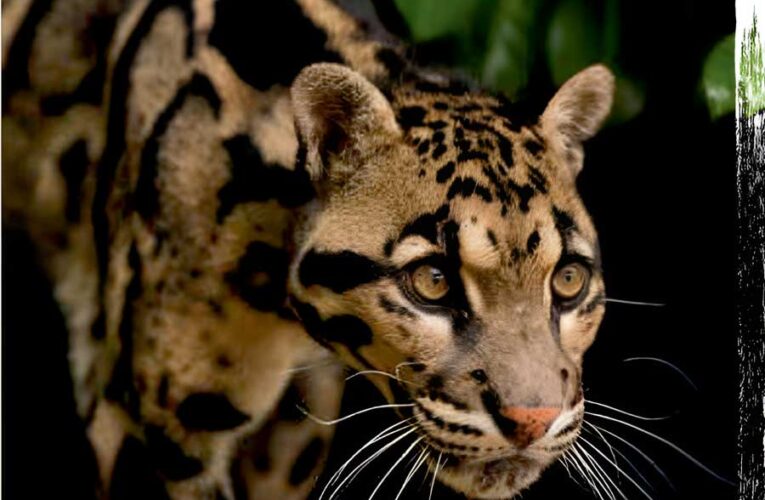 Biodiversity on the Brink (Corporate Culpability and Threat of Mass Extinction):