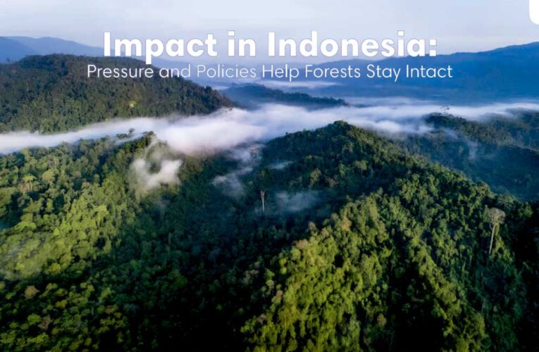 Impact in Indonesia (Pressure and Policies Help Forests Stay Intact):