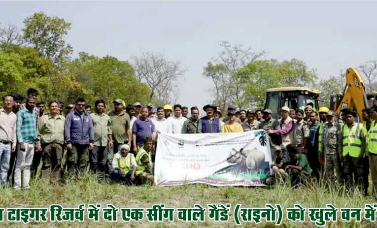 दुधवा टाइगर रिजर्व में एक सींग वाले दो गैंडे (राइनो) को वन में छोड़ा