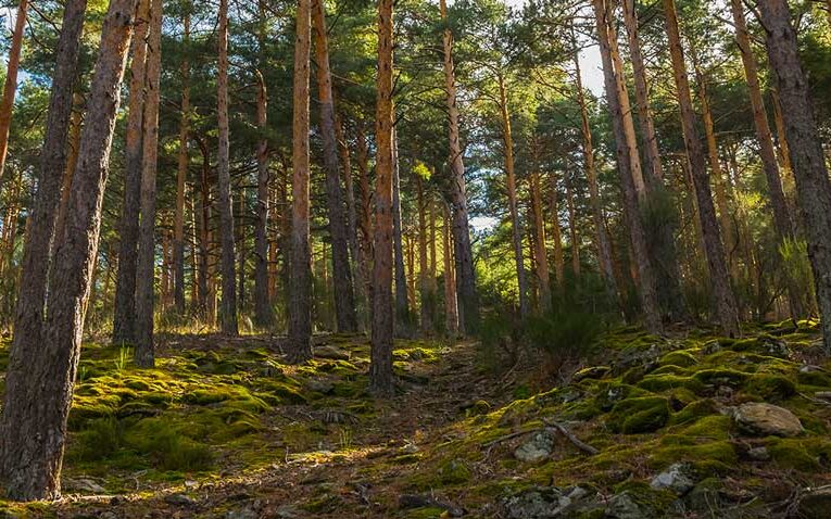 Empowering Local Communities Through Minor Forest Produce in Madhya Pradesh: A Path to Sustainable Livelihoods and Conservation