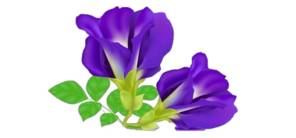 Blue Tea: A Natural Elixir for Health