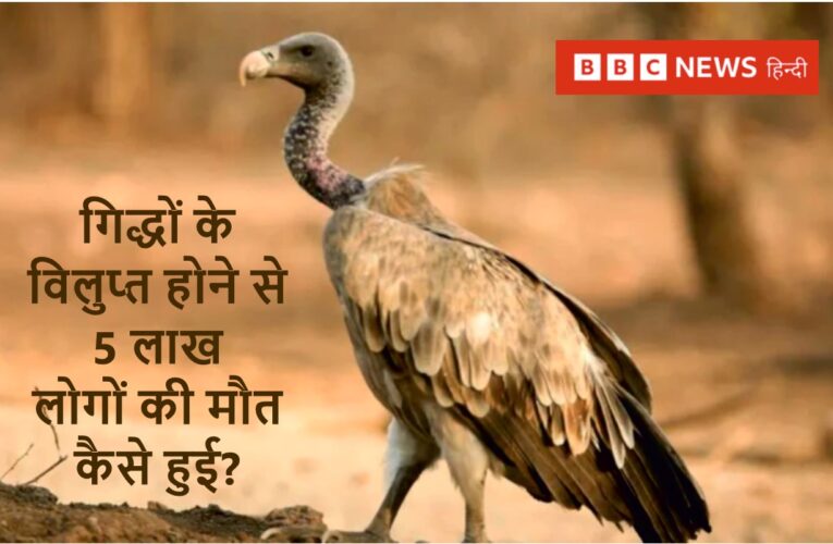 गिद्धों के विलुप्त होने से 5 लाख लोगों की मौत कैसे हुई ?
