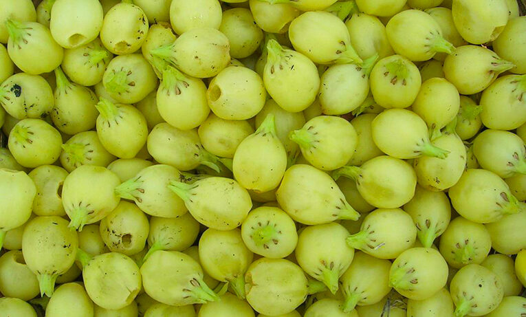 MAHUA (Madhuca Longifolia) A Multipurpose Tree Species of India : A Review