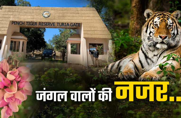 अद्भुत नजारों और रोमांच से भरा पेंच टाइगर रिजर्व, जंगल वालों की नजर से देखिए जंगल