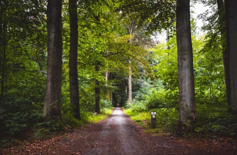 LOOKING BACK AT FIFTY FOUR YEARS IN FORESTRY FOLD