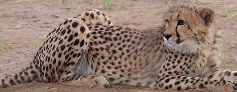 मुखी: पहला जन्मां चीता शावक