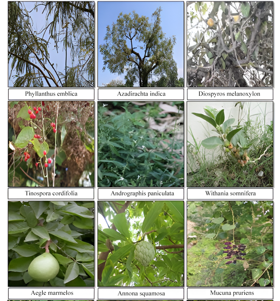 medicinal plants