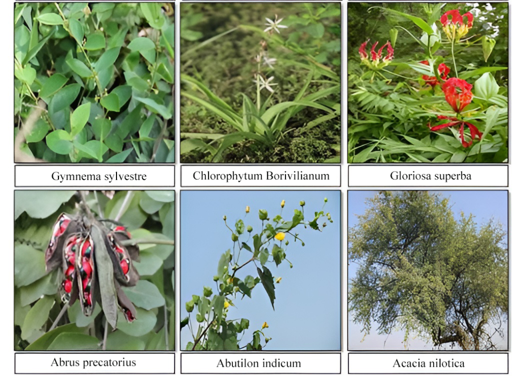 medicinal plants