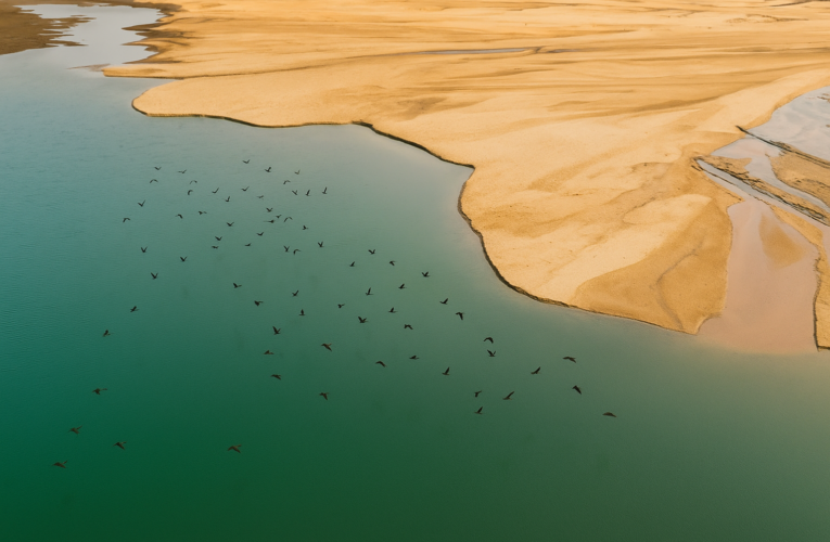 NOTABLE AVIAN SPECIES IN SON GHARIAL SANCTUARY SIDHI (M.P.)