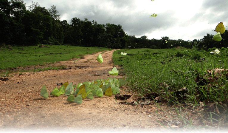 पर्यावरण, संरक्षण में महिलाओं को योगदान