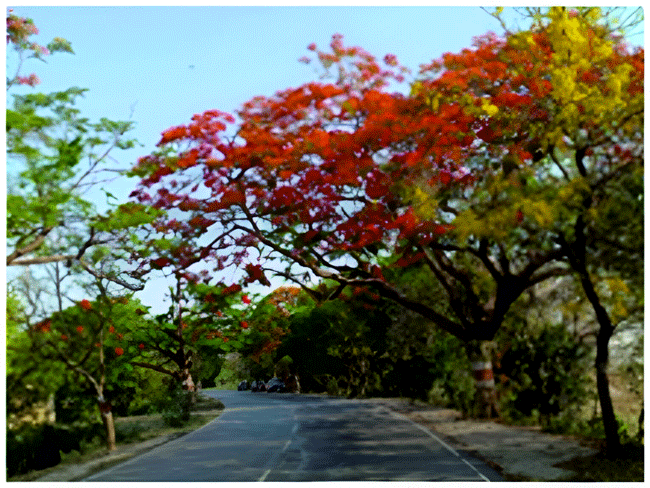 सामाजिक वानिकी एवं विकास
