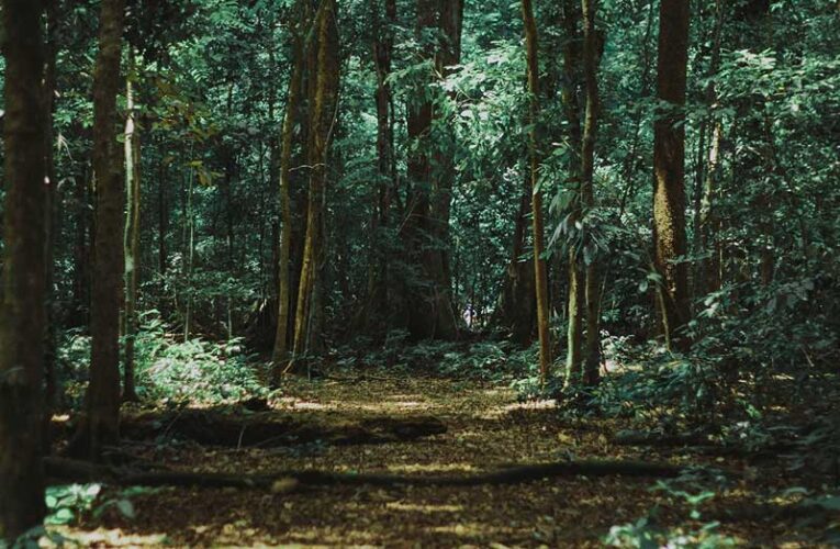 EMPOWERING LOCAL COMMUNITIES THROUGH MINOR FOREST PRODUCE IN MADHYA PRADESH