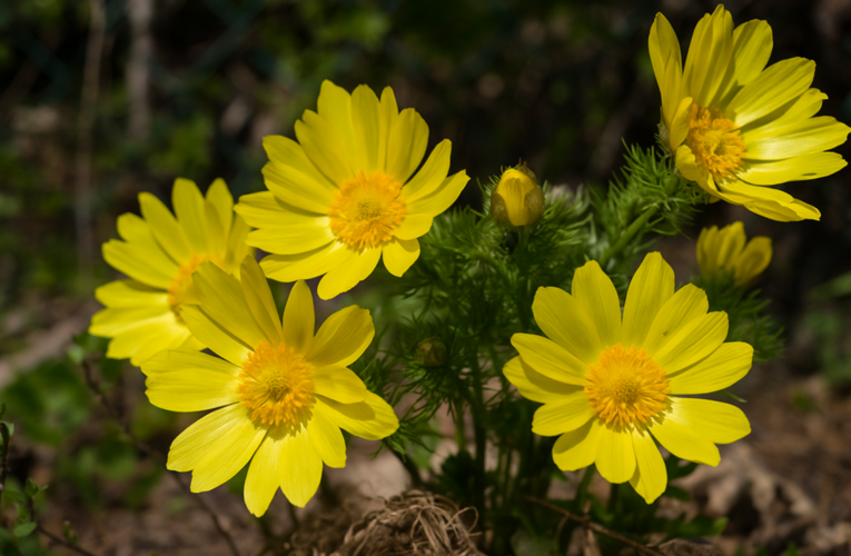 RARE ENDANGERED AND THREATENED (RET) PLANTS