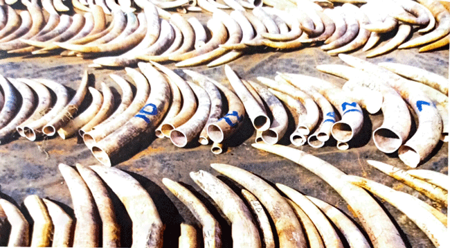 Who is really wild? Man or Animal