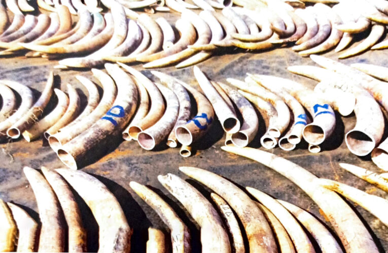 Who is really wild? Man or Animal