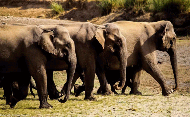 REMEMBERING FORESTRY DAYS