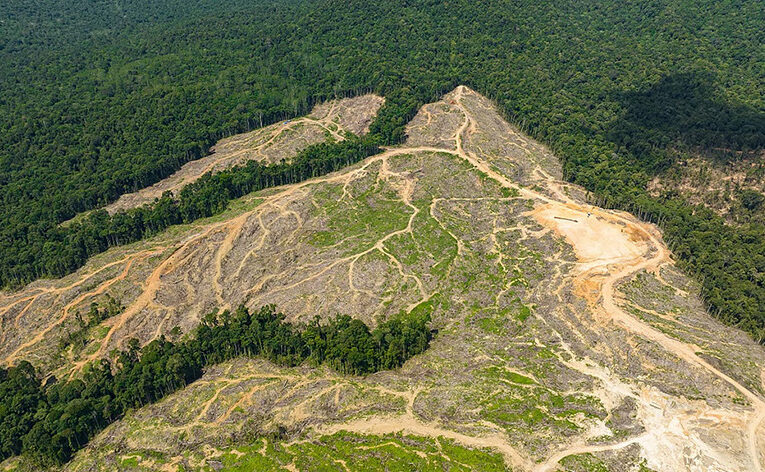 Global forest health in crisis, deforestation off charts by 63%