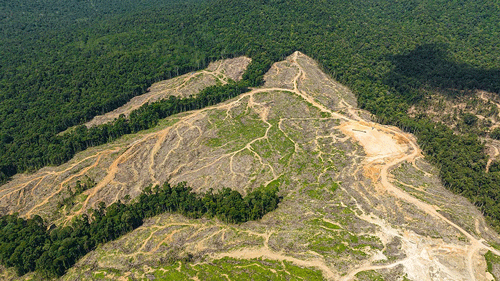 Global forest health in crisis, deforestation off charts by 63%