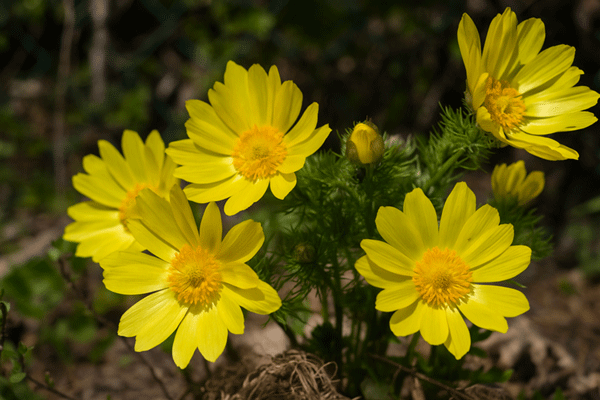 RARE ENDANGERED AND THREATENED (RET) PLANTS