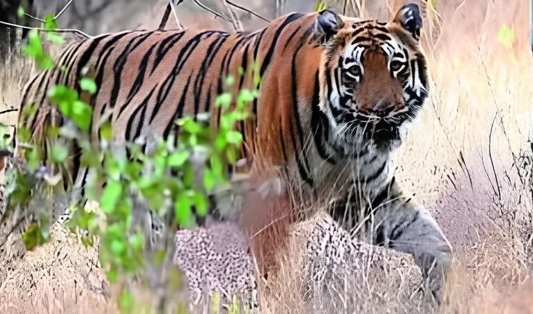 Big cat, big loss: In 4 years, Maharashtra has lost 142 tigers, 537 leopards, reveals RTI query