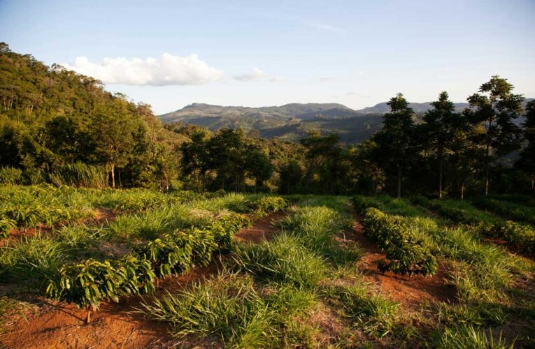 DEVELOPING A COMPREHENSIVE MODEL FOR ENHANCING RURAL LIVELIHOOD THROUGH AGROFORESTRY PRODUCTS
