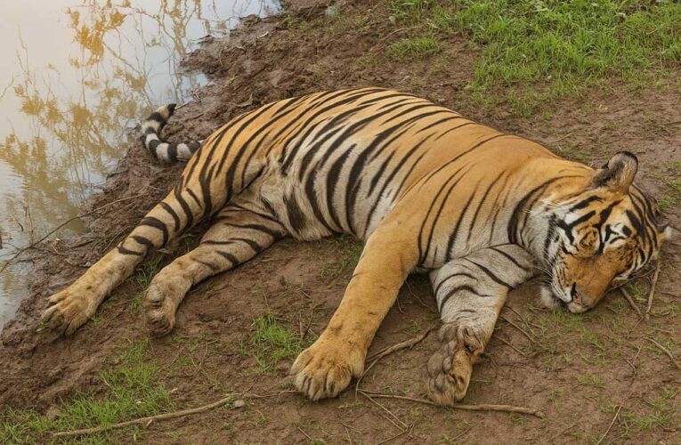 कान्हा टाइगर रिजर्व में एक ही दिन तीन बाघों की मौत, वन विभाग में मचा हड़कंप