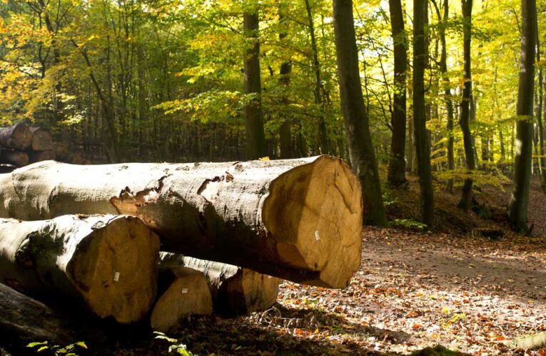 MADHYA PRADESH FOREST DEPARTMENT: MOVING TO ACHIEVE SUSTAINABLE FOREST MANAGEMENT