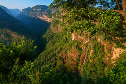 मध्यप्रदेश के जंगल