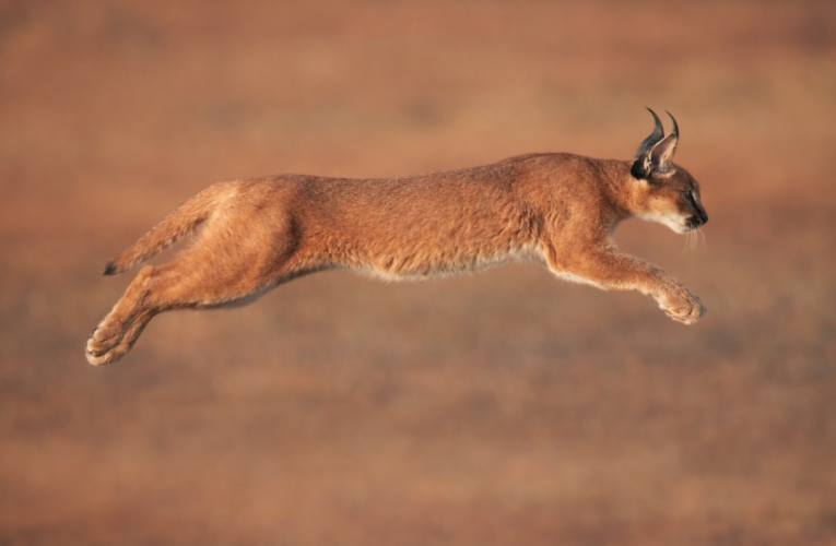 A Whisper in the Sands: The Caracal’s Return to Thar