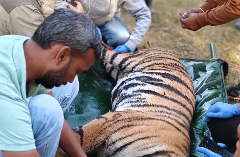 पेंच से रामगढ़: बाघ संरक्षण की नई पहल