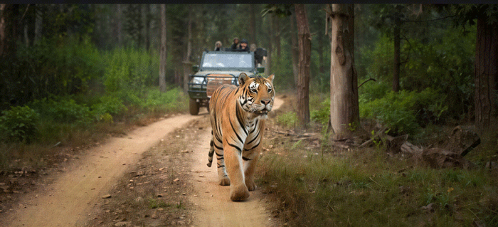 TIGERS AT RATAPANI WILDLIFE SANCTUARY: A Wild Heart Beats Just Outside Bhopal