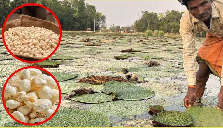 MAKHANA AS A LOW-GLYCEMIC FUNCTIONAL FOOD: ITS ROLE AS A SUPERFOOD