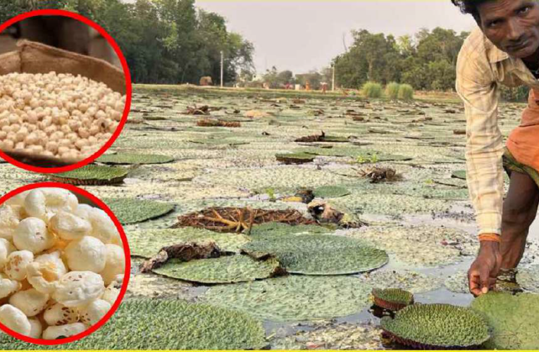 MAKHANA AS A LOW-GLYCEMIC FUNCTIONAL FOOD: ITS ROLE AS A SUPERFOOD