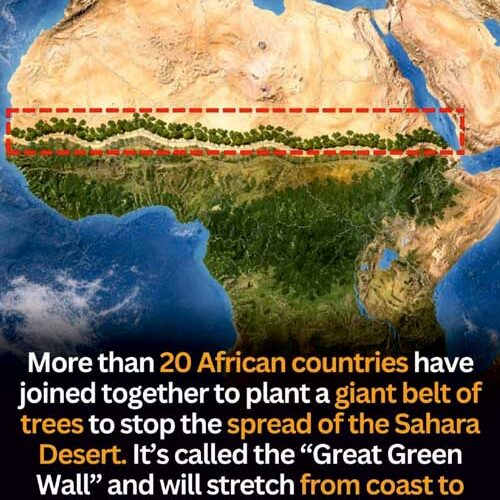 A Wall of Trees to Save a Continent