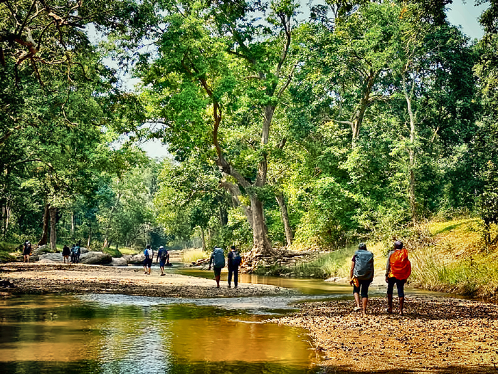 BEYOND THE TIGER: WHY TRAVELLERS ARE CHOOSING TO WALK THROUGH CENTRAL INDIA’S FORESTS